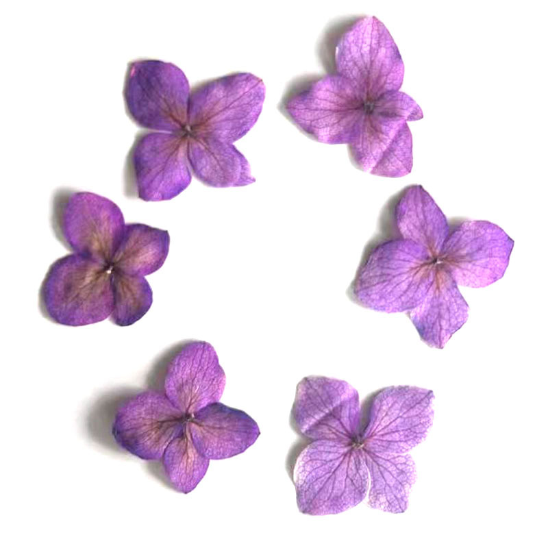 60個入り アナアジサイ 色吸収花 エポキシ樹脂ブックマーク - Nail Art Flower のレビューと価格